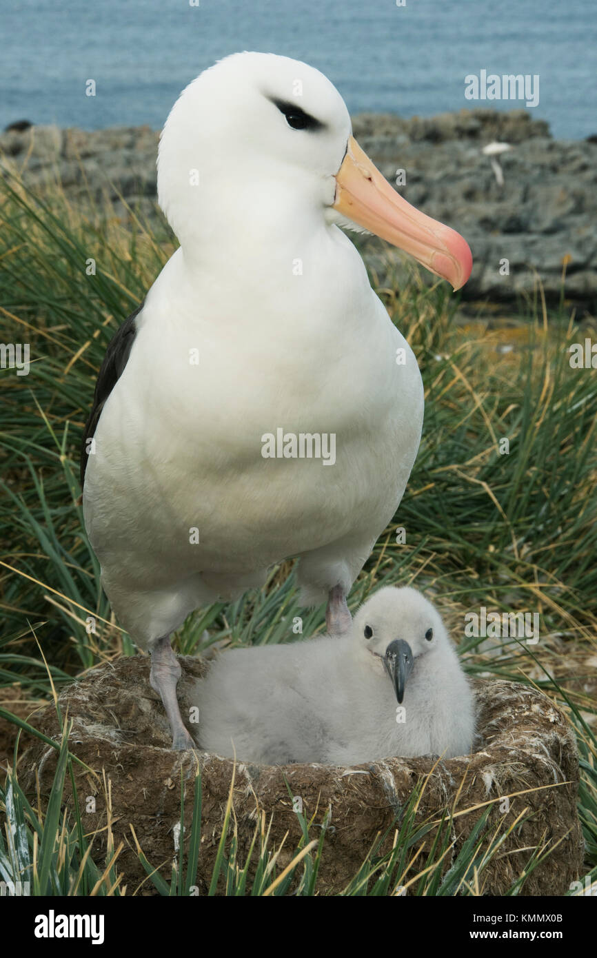 Schwarz der tiefsten Albatross und Küken auf Nest, Kirchturm jason Island, Falkland Inseln Stockfoto