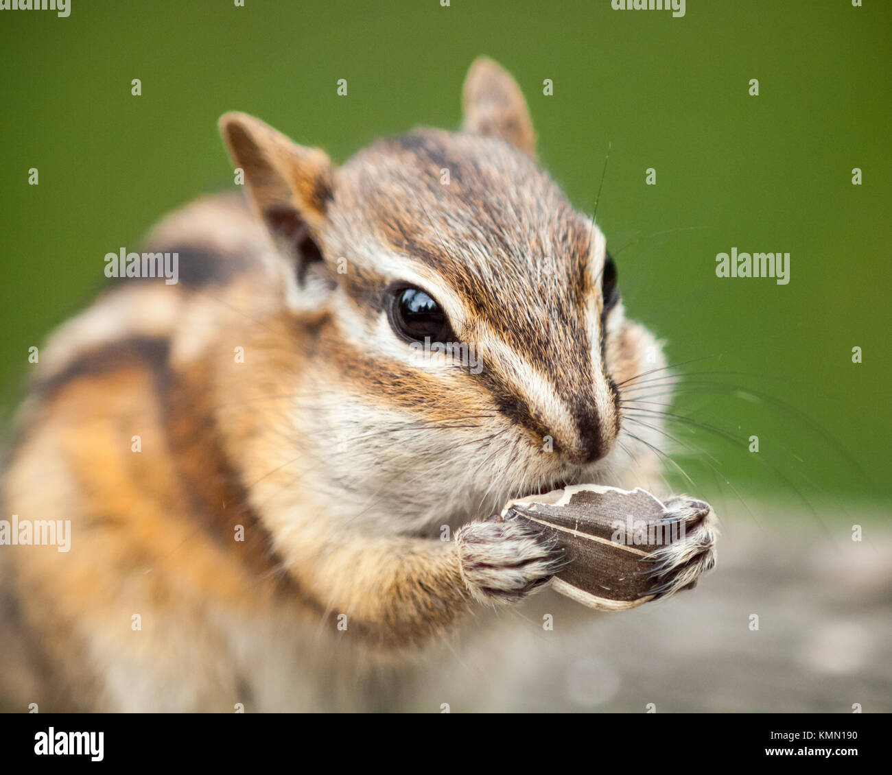 Eine niedliche zumindest Chipmunk (Tamias ZIP) mit Pausbacken ernährt sich von Sonnenblumenkernen. Stockfoto