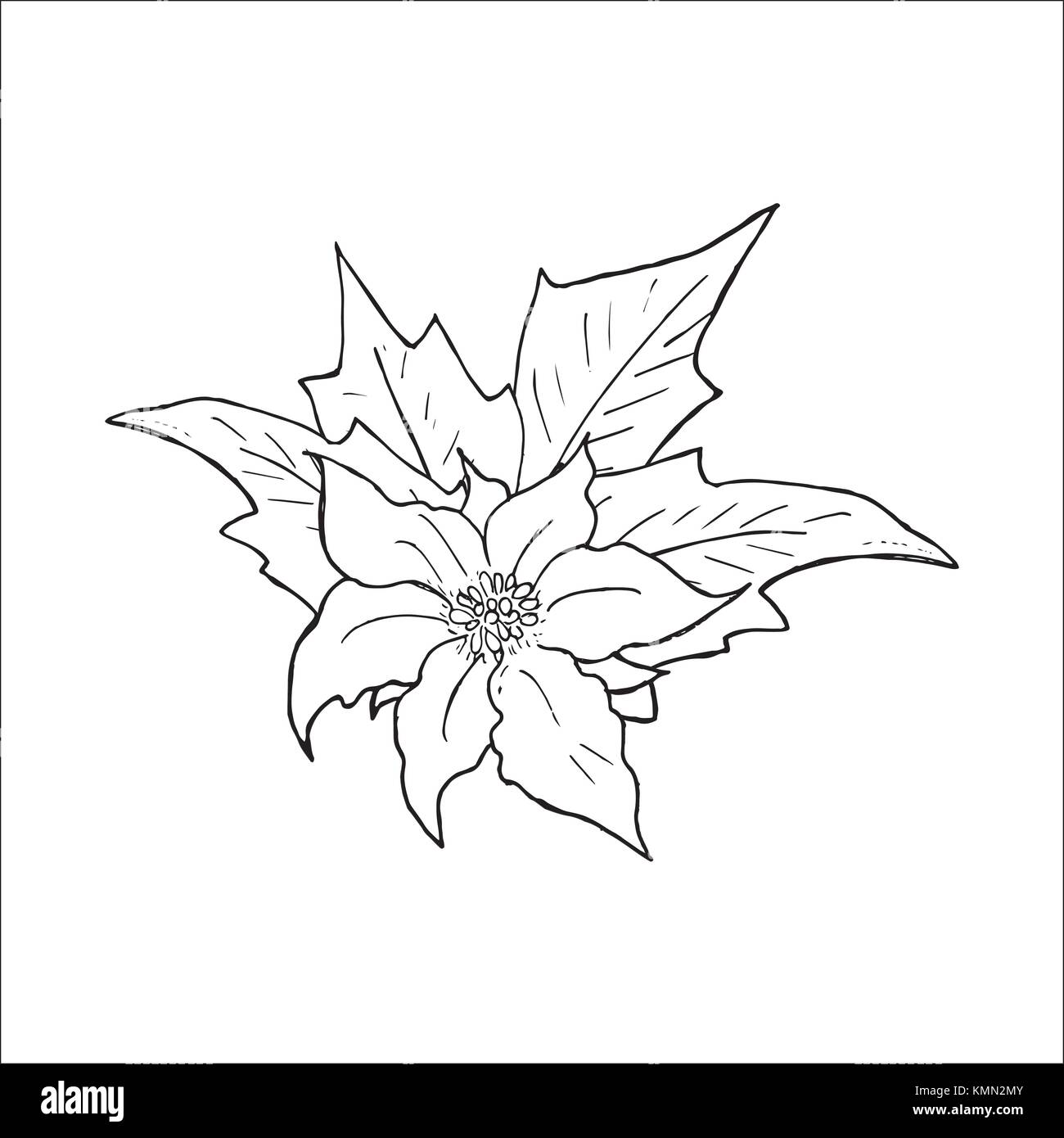 Weihnachtsstern Blume Hand gezeichnet Symbol, skizzieren Skizze doodle