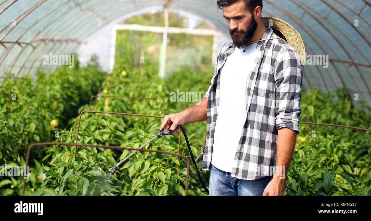 Junge Landwirt seine Pflanzen schützen mit Chemikalien Stockfoto