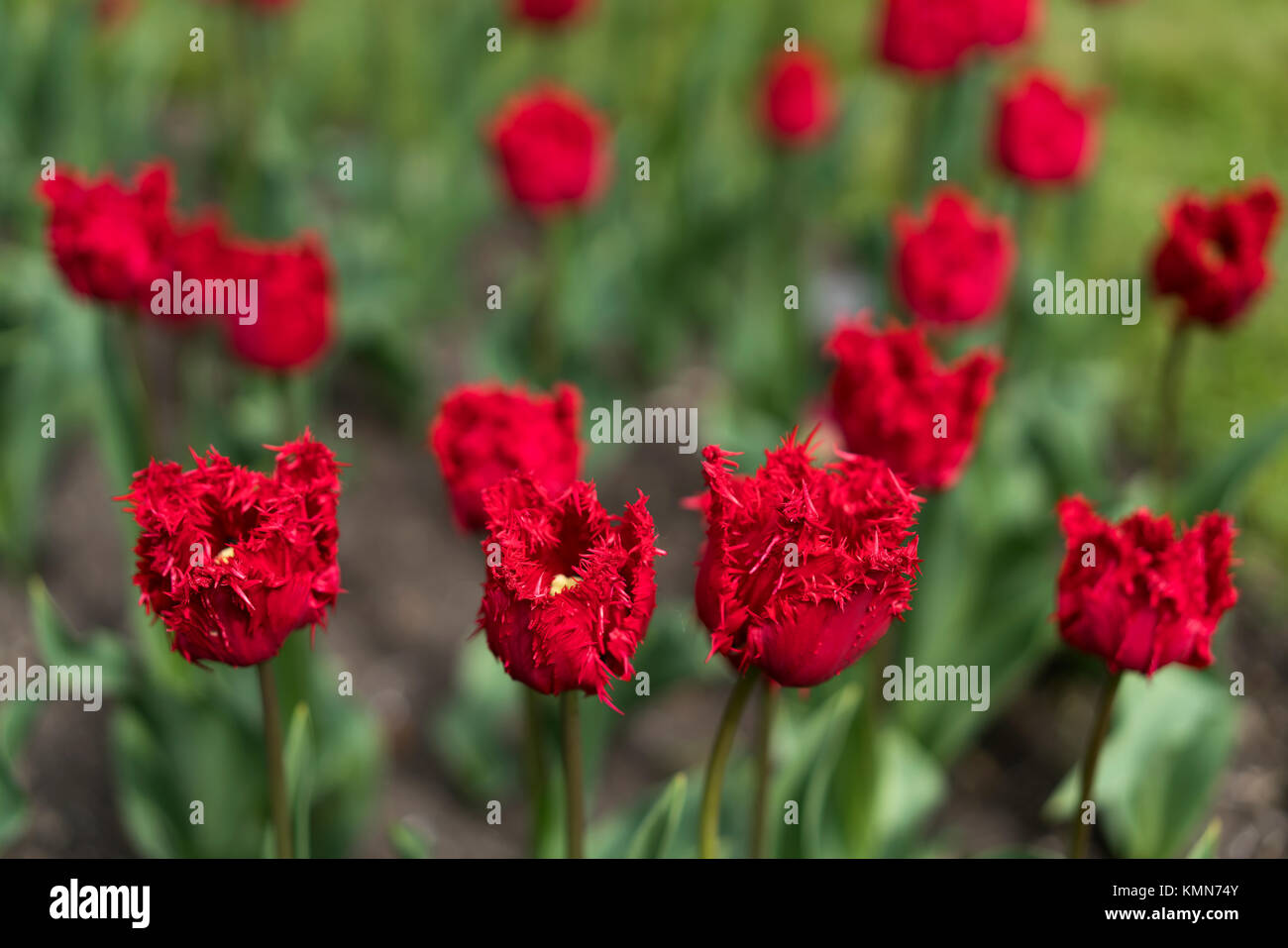 Rote Tulpe, Nahaufnahme viw Stockfoto