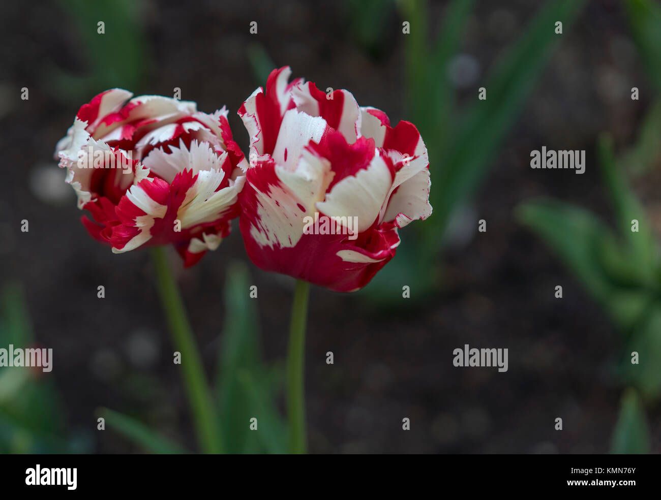 Rote und weiße Tulpen Nähe zu sehen. Stockfoto