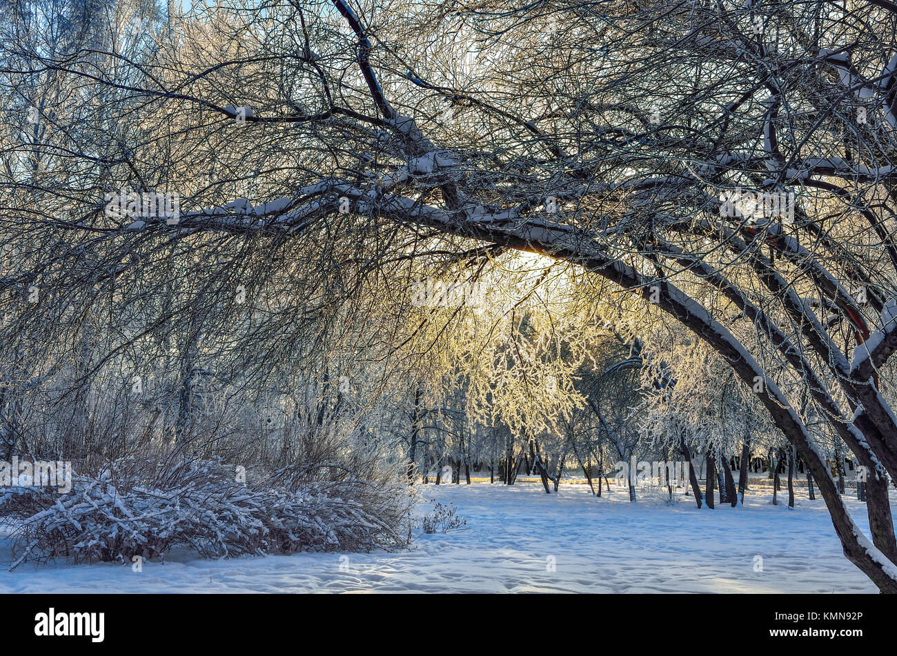 Winterlandschaft im City Park bei Sonnenaufgang - Sonne scheint durch die Äste der Bäume Raureif bedeckt Stockfoto