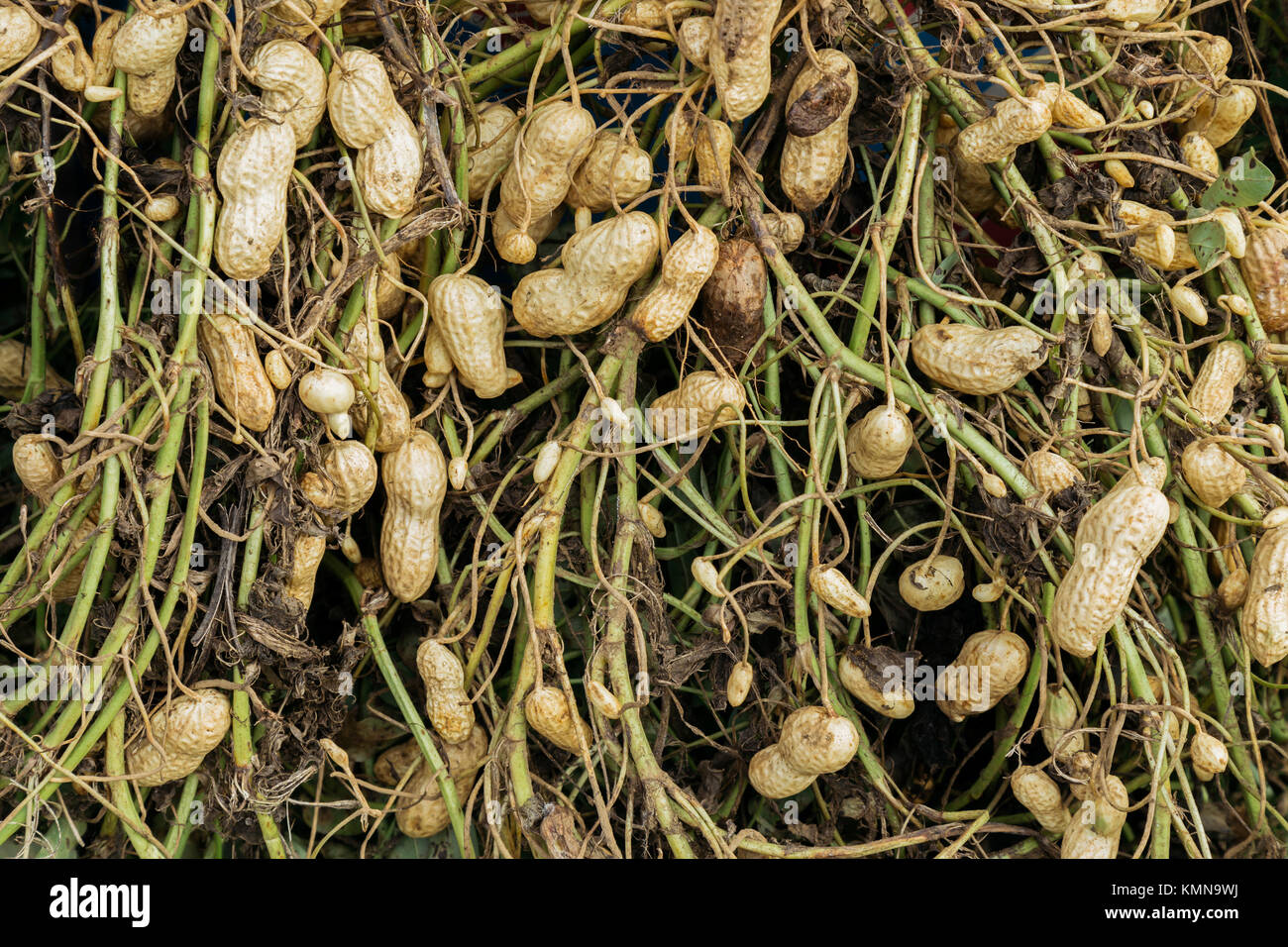 Frische organische Erdnüsse Pflanze mit Wurzeln aus Erdnüssen Felder. Landwirtschaft und Nicht-GVO-Lebensmitteln Konzept Stockfoto