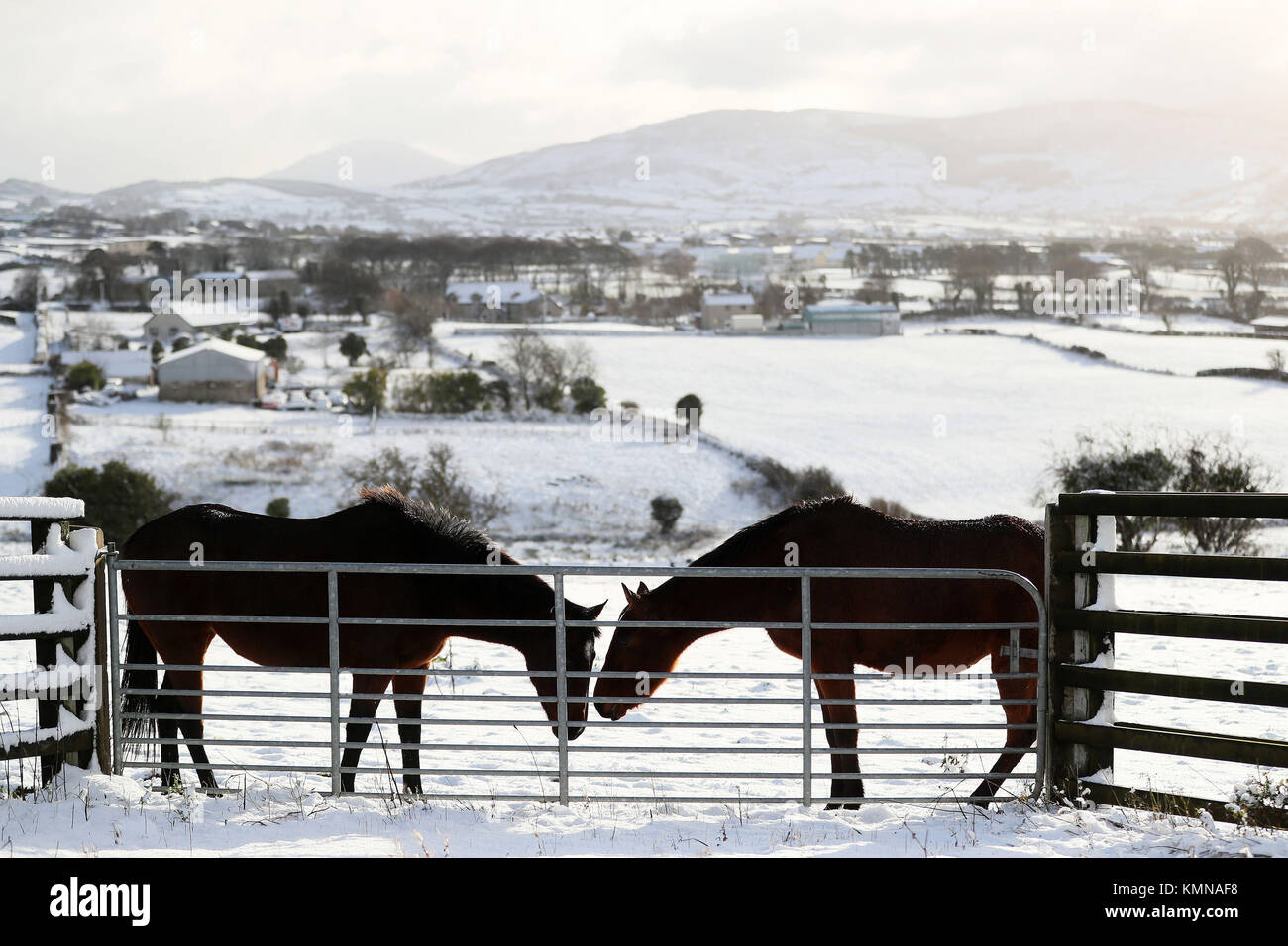 Pferde in ein Feld in Cloughoge, Newry, als Teile von Großbritannien und Irland bis zu einer Decke des Schnees, verursacht durch eine arktische Luftstrom im Zuge der Sturm Caroline wachte. Bild Datum: Freitag Dezember 8, 2017. Siehe PA Geschichte Wetter Caroline. Photo Credit: Brian Gesetzlosen/PA-Kabel Stockfoto