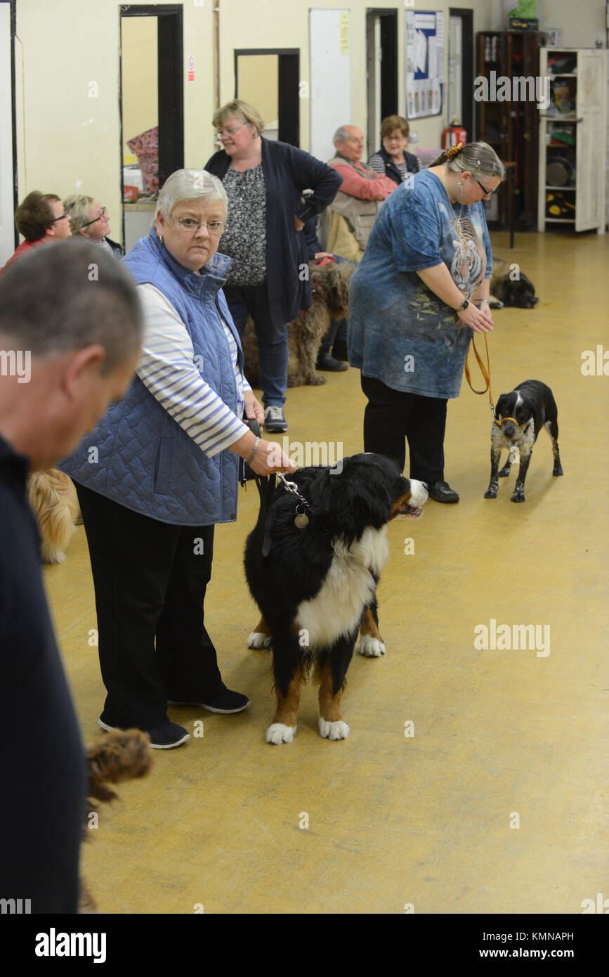 Abgebildet sind Leute mit Hunden an der Leine bei einem Hund Ausbildung Klasse. Stockfoto