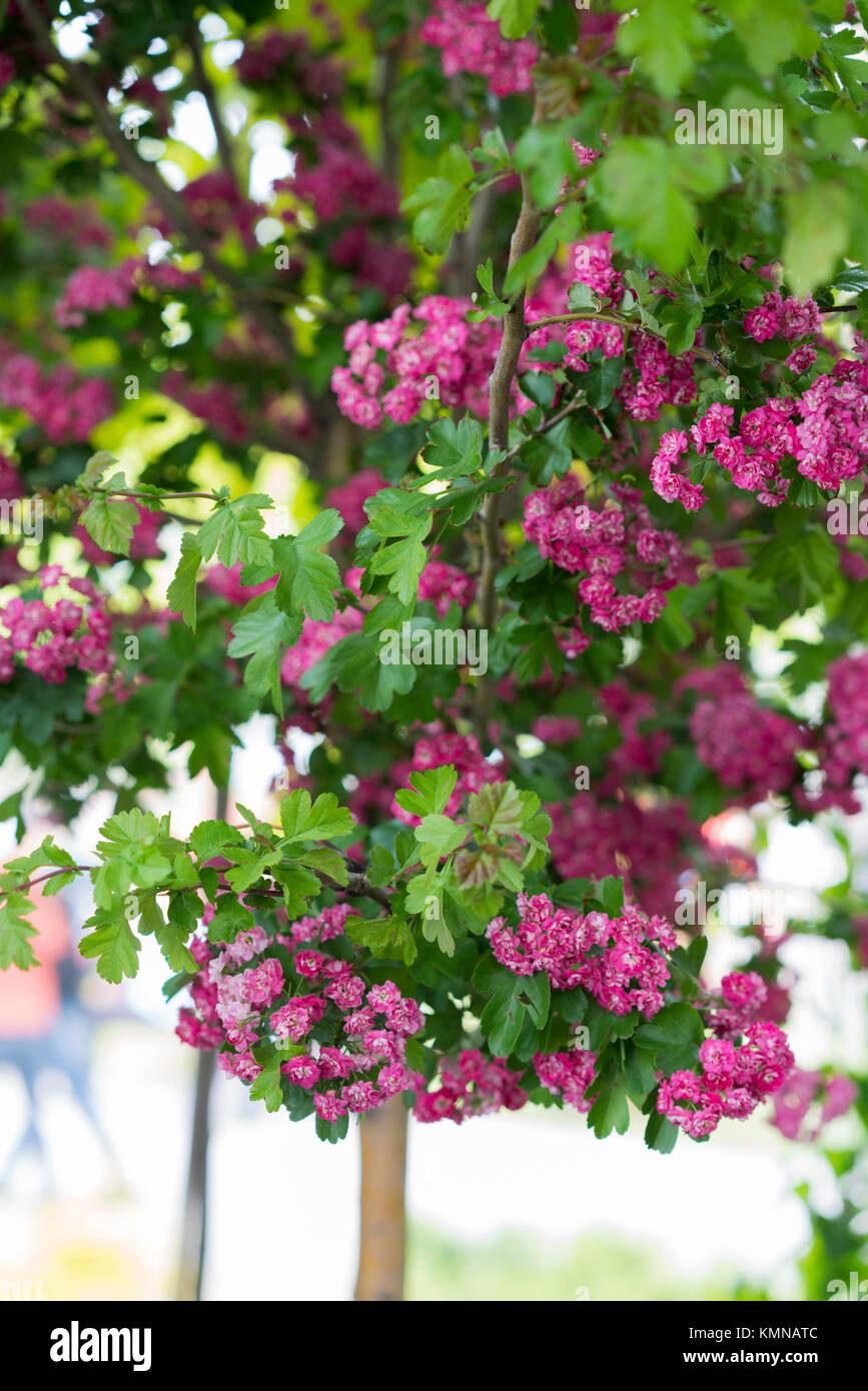 Rosa blühenden Baum, Nahaufnahme Stockfoto