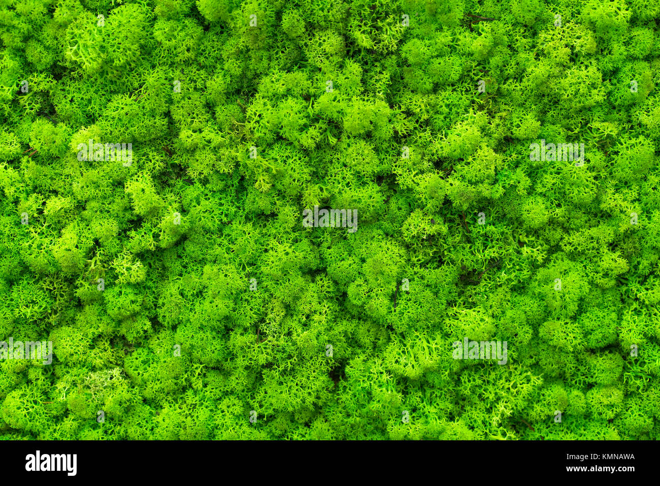 Grüne natürliche Maserung, Makro Stockfoto