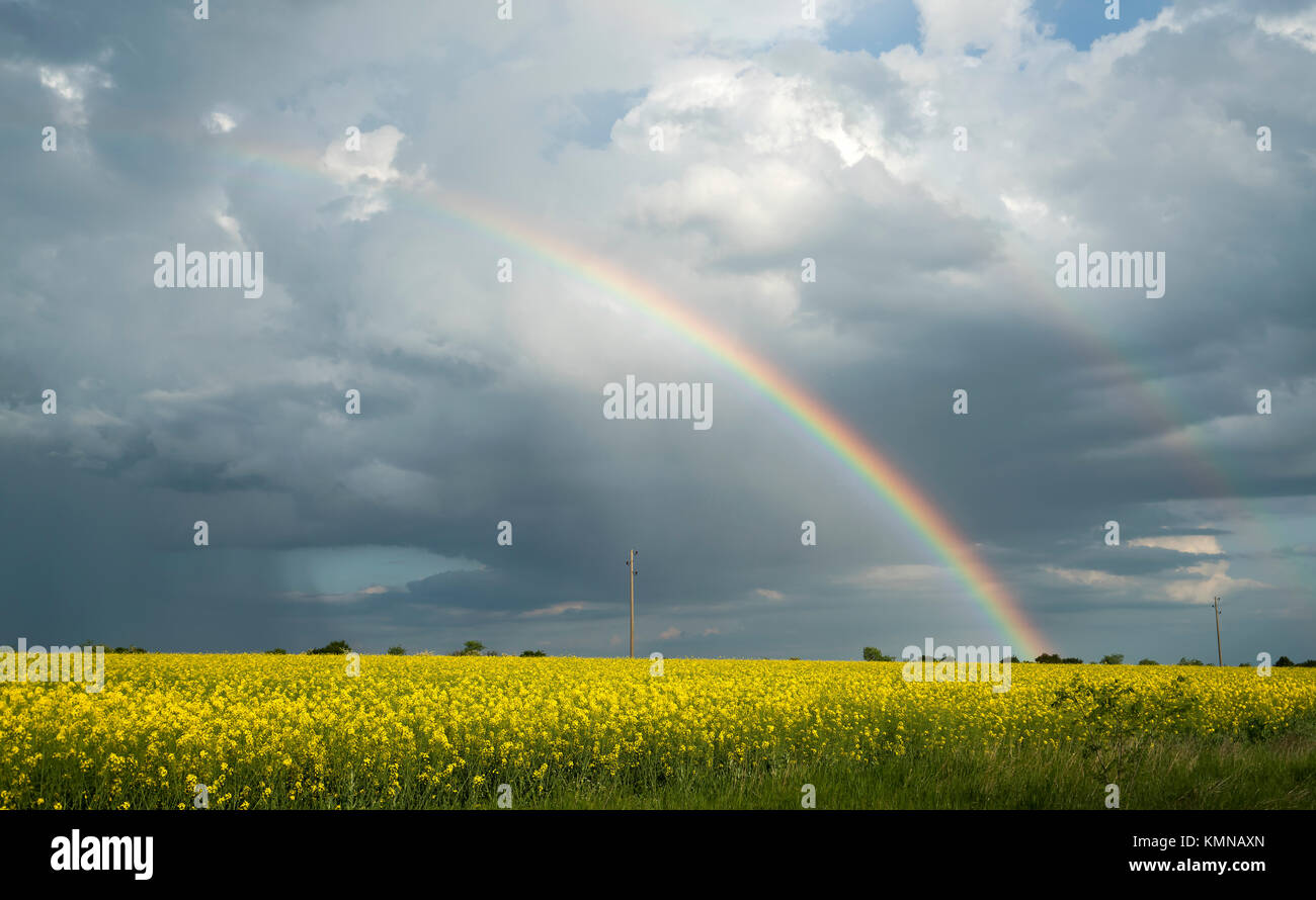 Regenbogen über dem Raps Feld nach Sturm Stockfoto