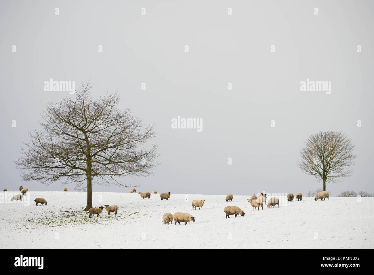 Schafe in einem schneebedeckten Feld, in dem die irischen Grenze zwischen Co Fermanagh in Nordirland und Co Donegal in der Republik Irland spreizt, nach einer Decke des Schnees, verursacht durch eine arktische Luftstrom im Zuge der Sturm Caroline. Die Schafe können hin und her über die unsichtbare Grenze oft jeden Tag gehen. Stockfoto