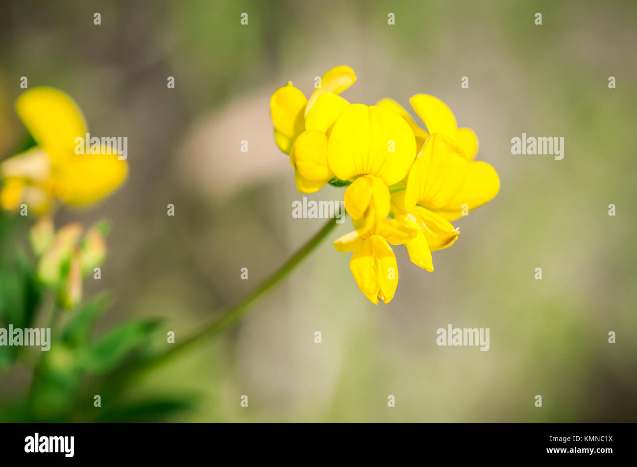 Nahaufnahme einer gemeinsamen Horn - clover Blume (Lotus corniculatus) auf eine Felswand im Allgäu / Bayern / Deutschland. Stockfoto