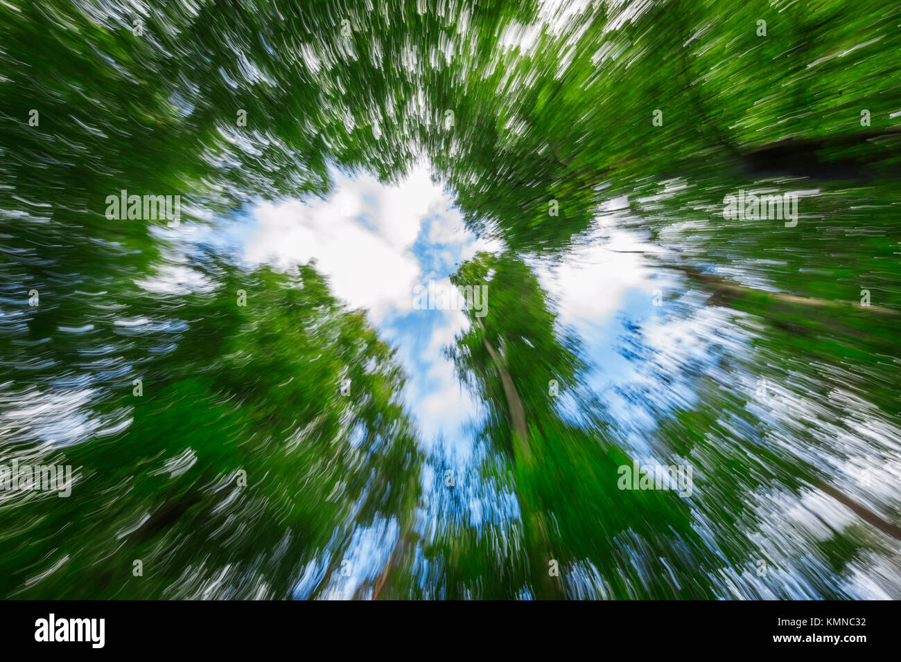 Lange Belichtung von unten nach oben in den Baumkronen vor blauer Himmel mit weißen Wolken und Kamera - Brennweite gezeichnet. Stockfoto