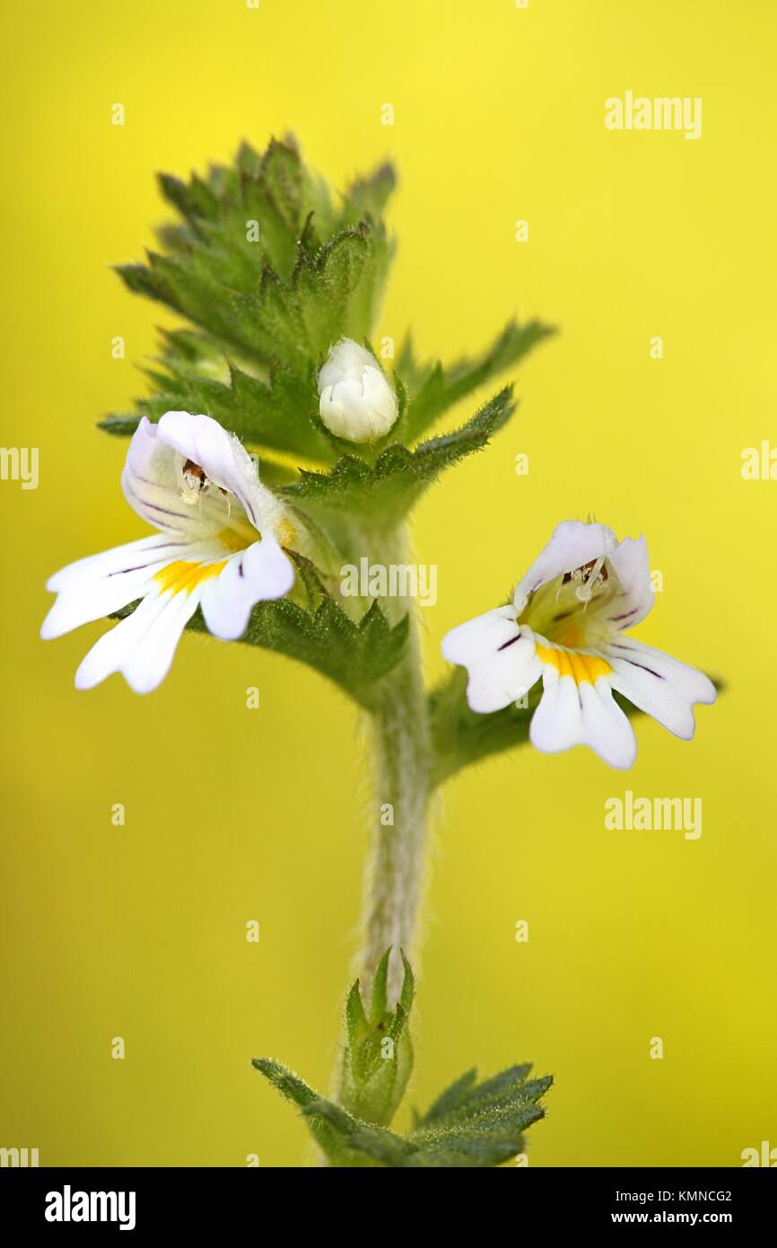 Gemeinsame Augentrost, Euphrasia officinalis, traditionelle Heilpflanzen Stockfoto