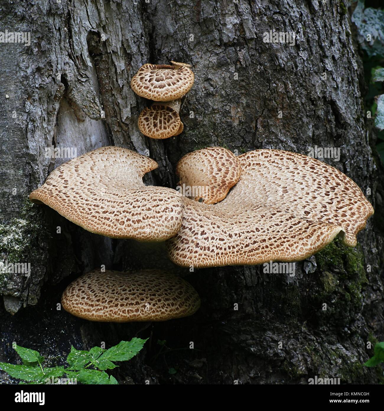 Die dryaden Sattel oder der Fasan, Cerioporus squamosus zurück Stockfoto