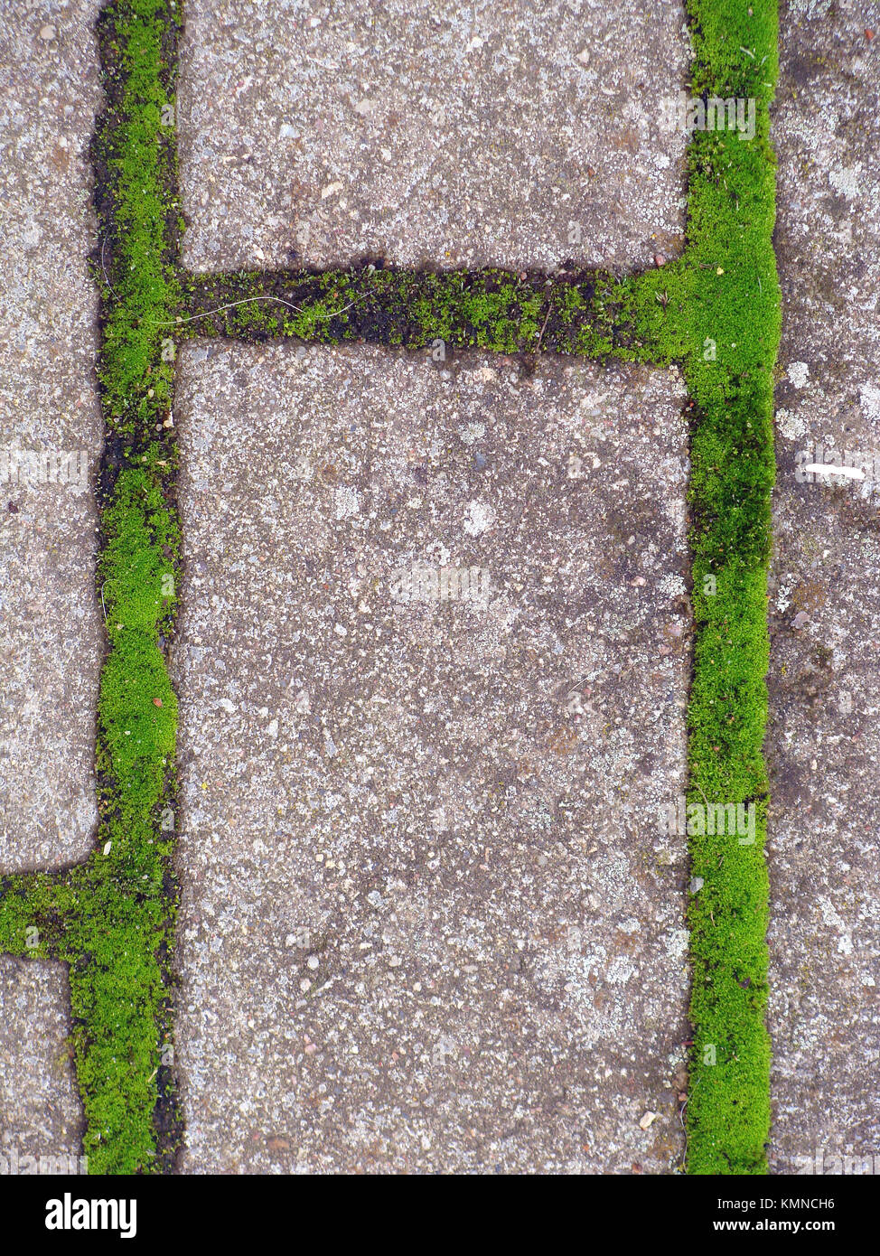 Helle grüne Moos wächst zwischen Fußweg Beton Ziegel Stockfoto