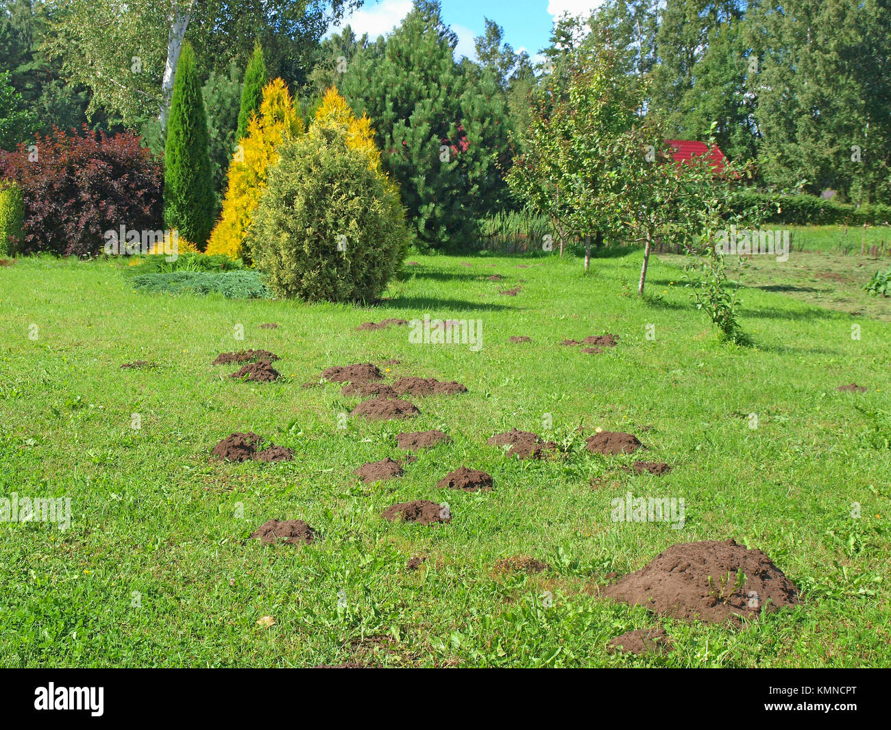 Auf garten rasen Fotos und Bildmaterial in hoher Auflösung Alamy