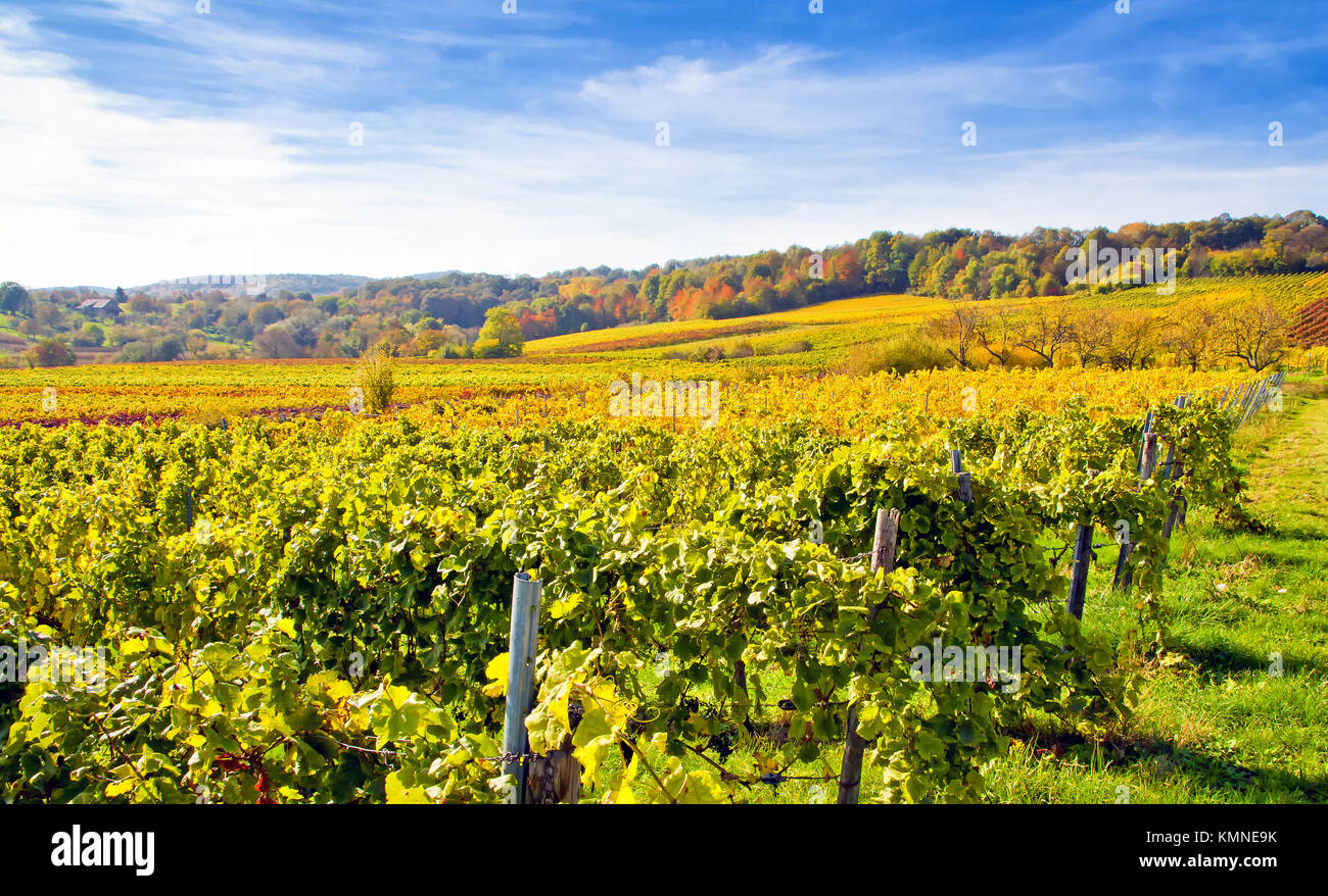 Herbst in der Pfalz, Deutschland Stockfoto