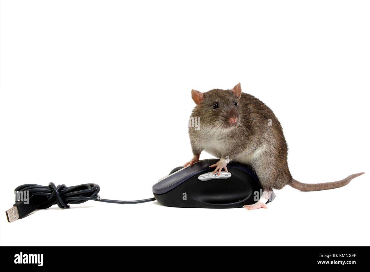 Der große graue Ratte auf dem Computer Maus Stockfoto