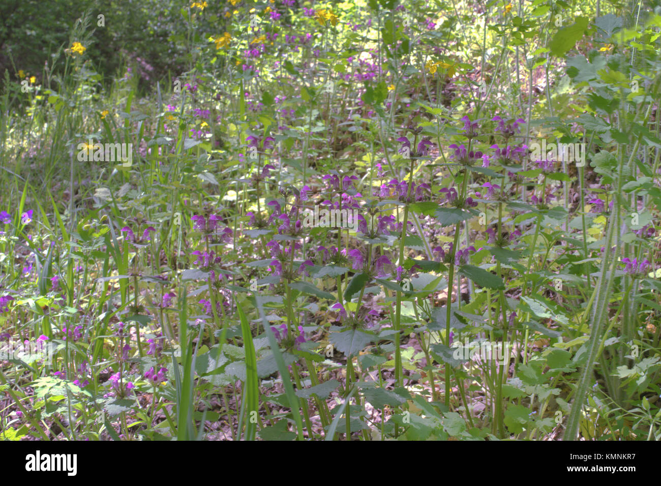 Henbit. Dickicht der rosa gefleckte Wald Blume Stockfoto