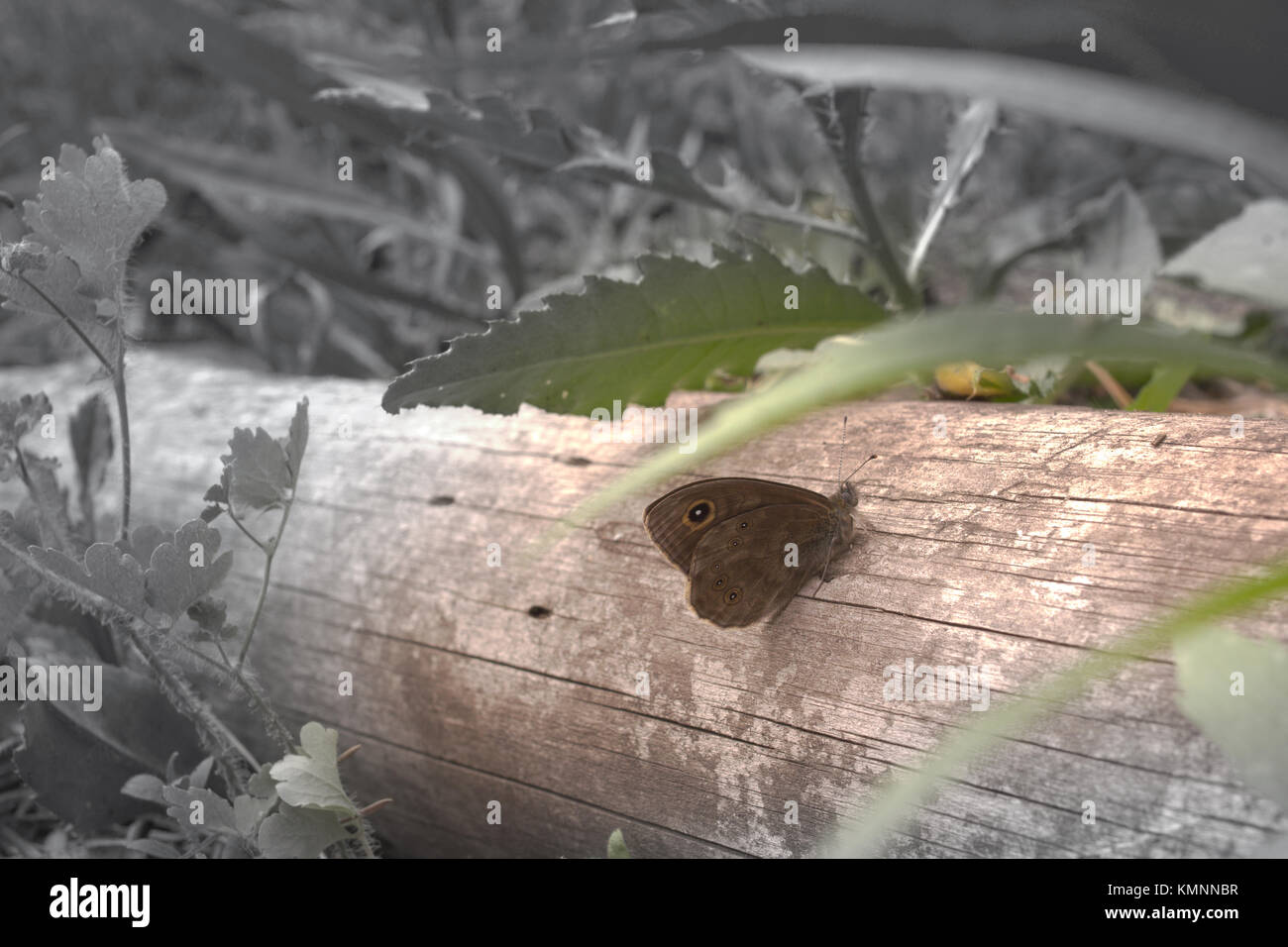 Nordwand braune Schmetterling mit eingeklappten Flügeln sitzen auf einem verdorrten Baum. Auf farblos hinterlegt Stockfoto