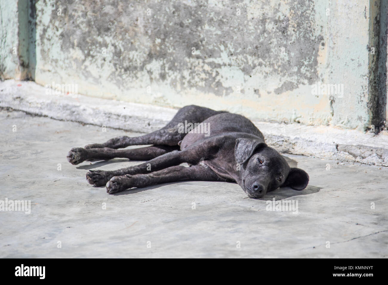 Sick streunender Hund in Cienfuegos, Kuba Stockfoto