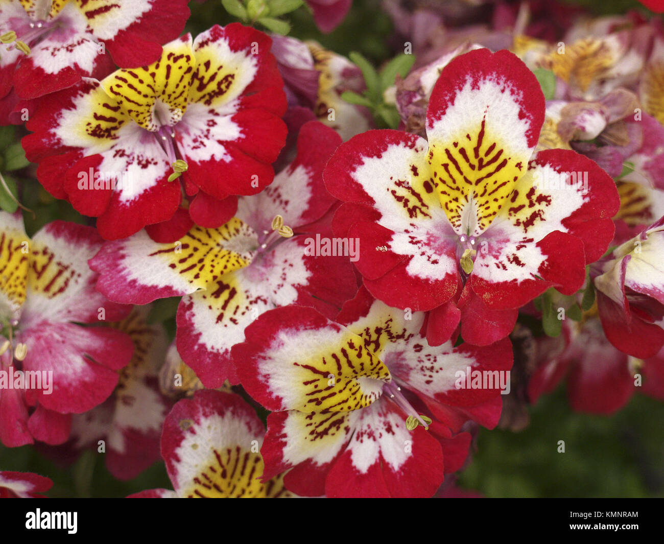 250 Vlinderbloem Zaden – Schizanthus Wisetonensis – Arme Orchidee – Onbehandeld – Niet-hybride – Geschikt Voor Pot, Border En Balkon – Bloeit Mei T/m September