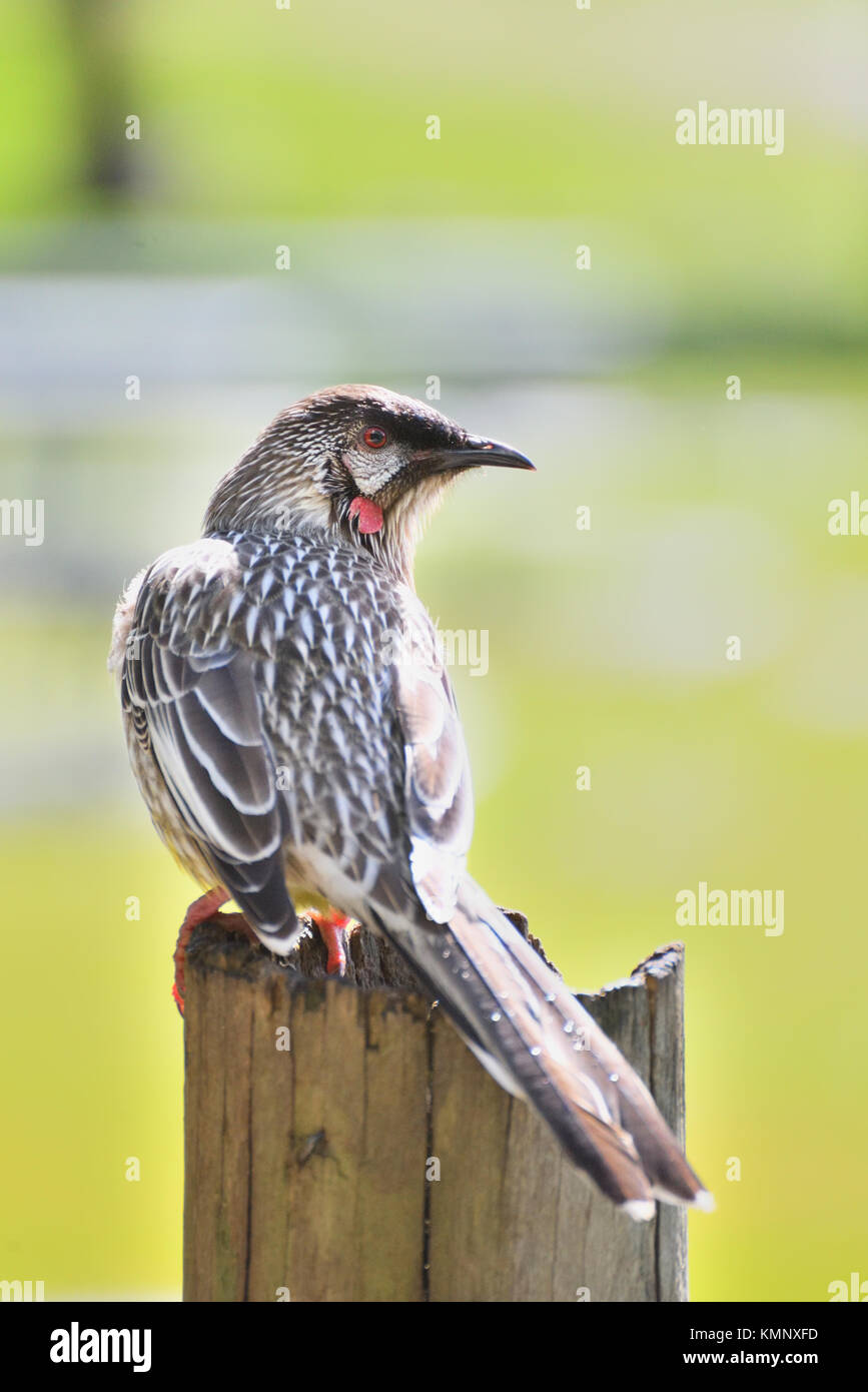 Australien Victoria. Nahaufnahme eines Red wattlebird thront auf einem anmelden. Stockfoto