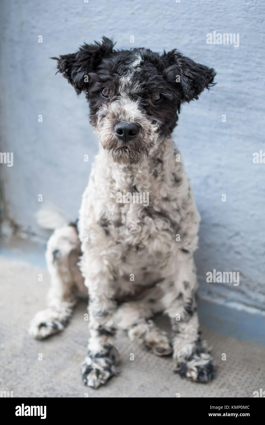 Junge Hund schaut in die Kamera Stockfoto