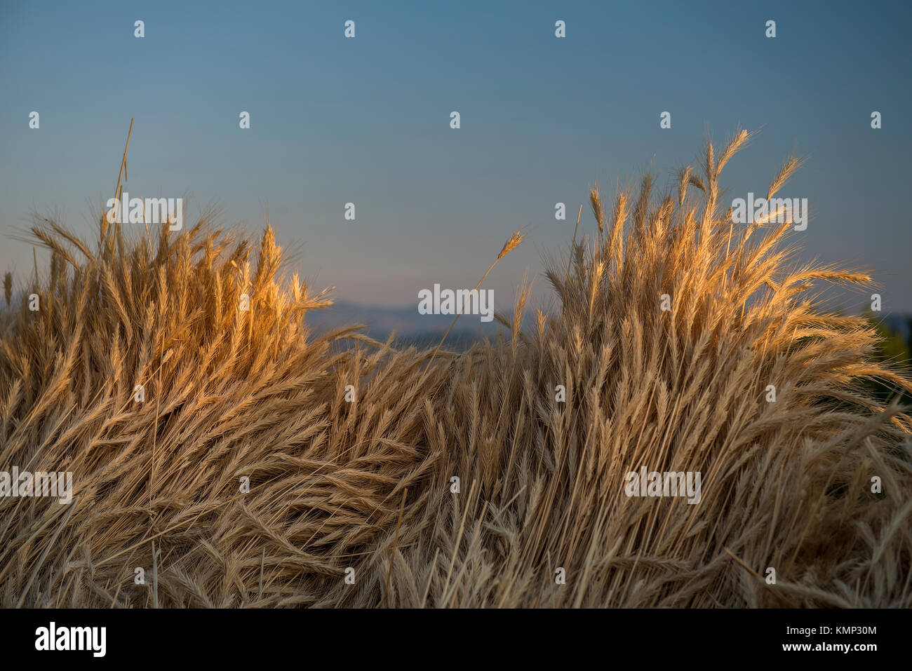 Bündel von Weizen auf Sonnenuntergang, blauer Himmel Stockfoto