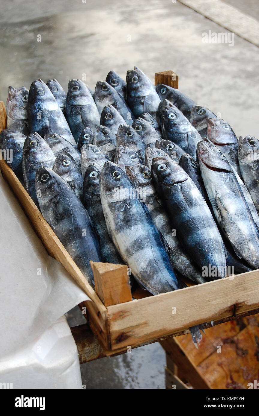 Frischer Fisch bereit auf dem Markt verkauft werden. Stockfoto
