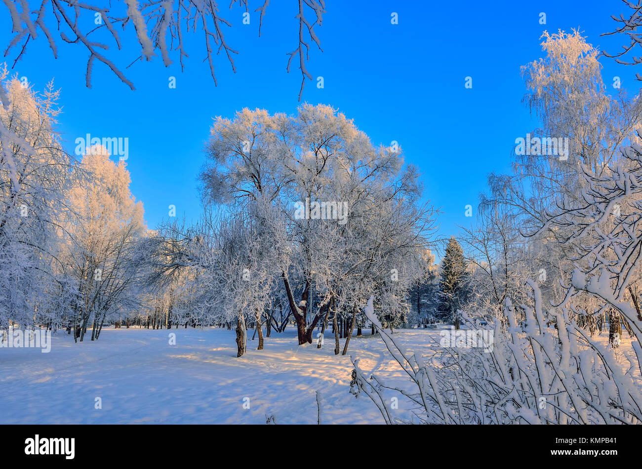 Schönheit der winterlichen Natur in Snowy Park bei Sonnenaufgang. Die Strahlen der Sonne gemalt die Oberseiten der Raureif bedeckt Bäume in goldener Farbe - schöne Winter la Stockfoto