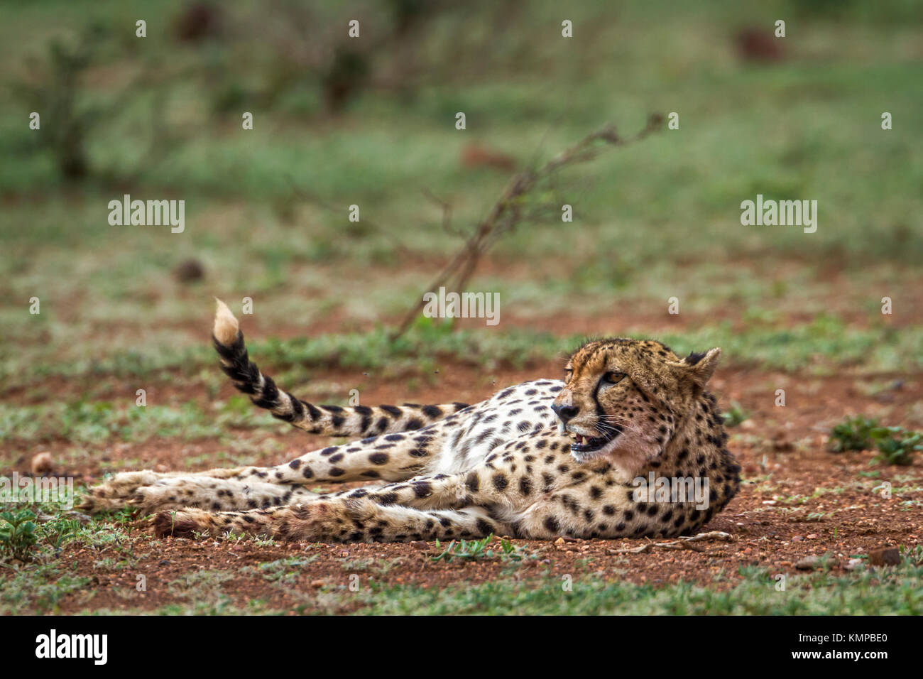 Gepard im Krüger-Nationalpark, Südafrika; Specie Acinonyx Jubatus Familie Felidae Stockfoto