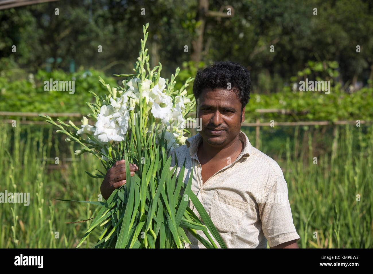 Drei Arbeiter zupfen gladiolus Blumen in seinem Feld am Shyampur Dorf Savar, Dhaka, Bangladesch. Stockfoto