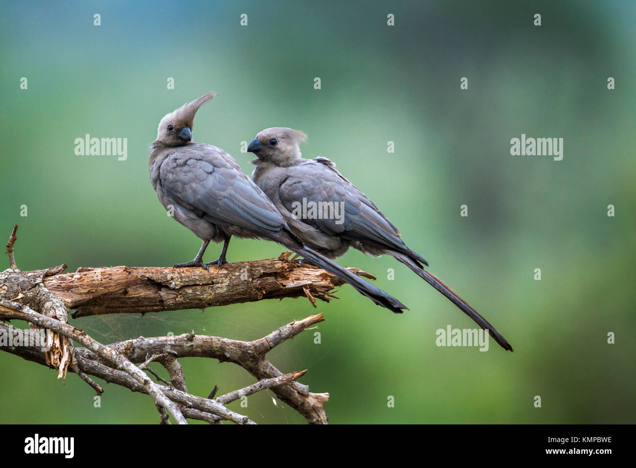 Go-away grauer Vogel im Krüger-Nationalpark, Südafrika; Art Corythaixoides Concolor Familie Musophagidae Stockfoto