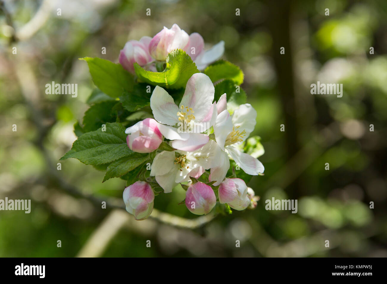 Blume auf dem Apfelbaum, auf denen die Apple sagte ist auf Sir Isaac Newton's Kopf auf dem Gelände des Woolsthorpe Manor, Colsterworth, Li gefallen zu sein Stockfoto