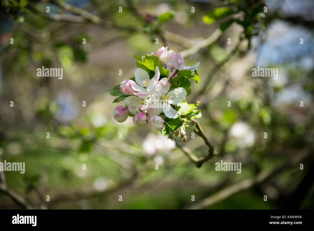 Blume auf dem Apfelbaum, auf denen die Apple sagte ist auf Sir Isaac Newton's Kopf auf dem Gelände des Woolsthorpe Manor, Colsterworth, Li gefallen zu sein Stockfoto