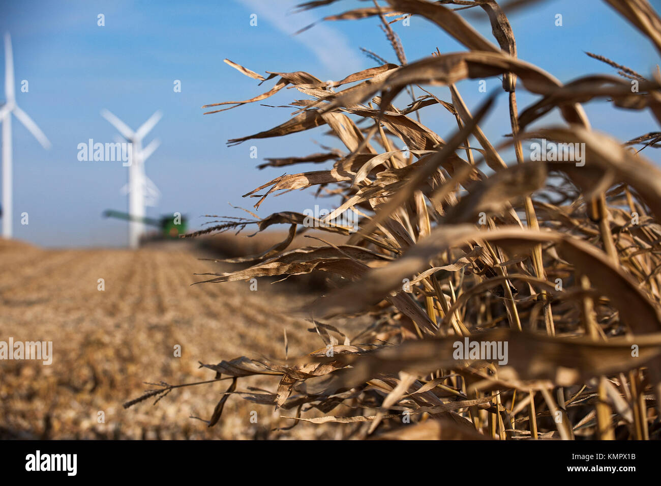 Nahaufnahme der MAIS IN FELD MIT FERNSICHT VON MÄHDRESCHER UND WINDMÜHLEN AUF EINEM BAUERNHOF IN DER NÄHE VON GRAND Meadow, Minnesota Stockfoto