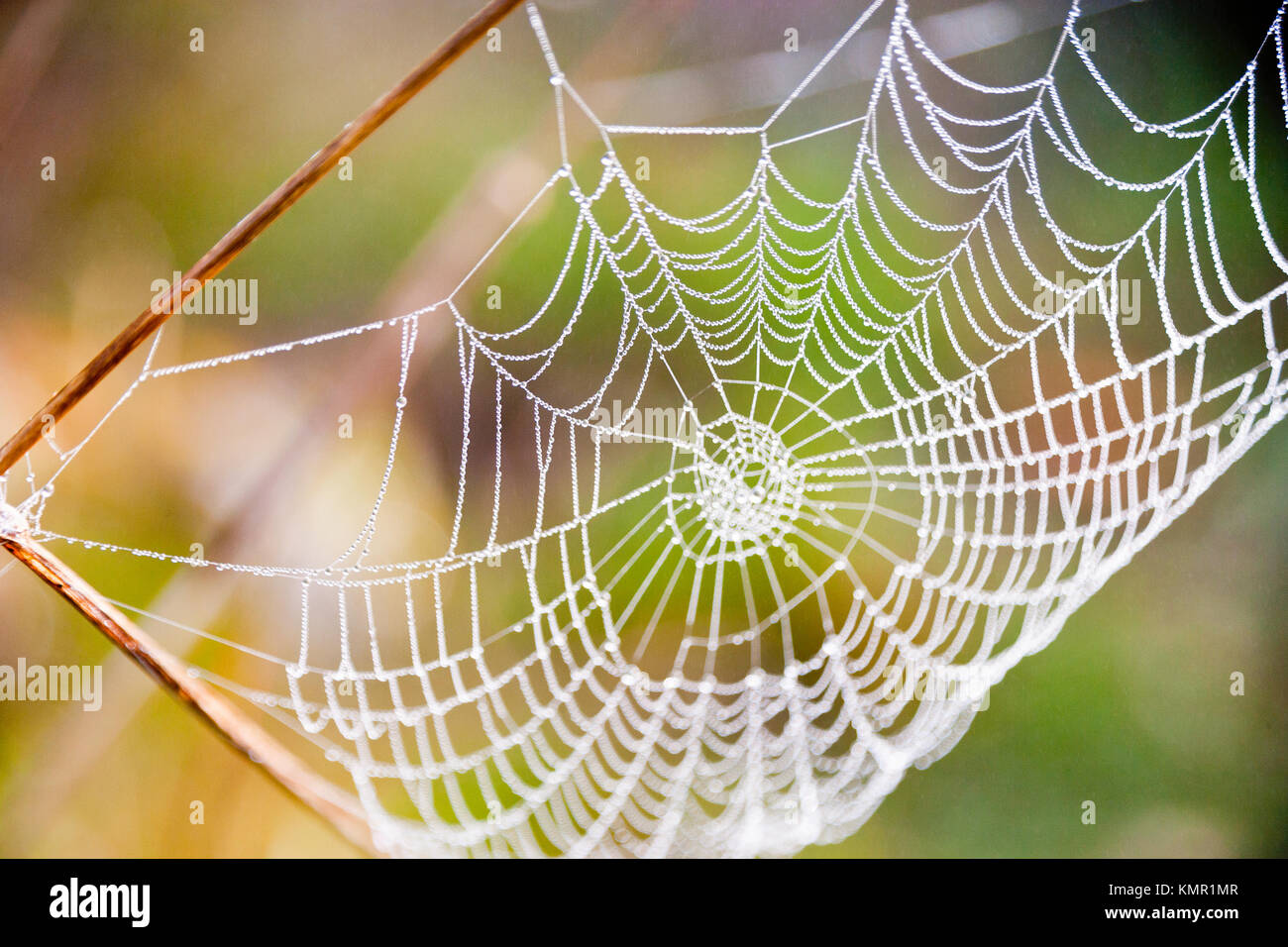 Das Spinnennetz mit Tautropfen am Morgen/pavoučí síť s kapkami Rosy Stockfoto