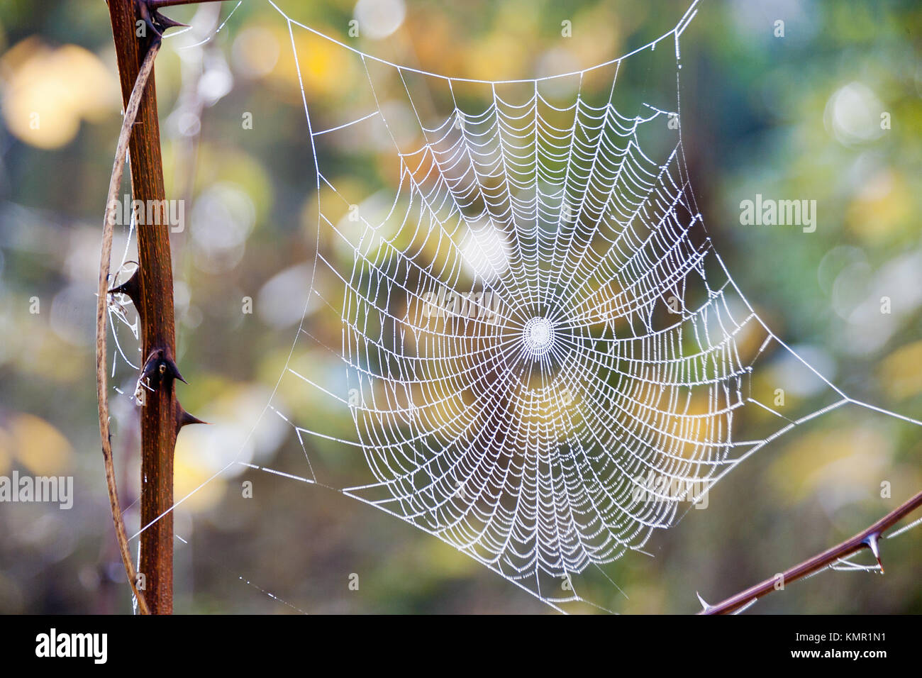 Das Spinnennetz mit Tautropfen am Morgen/pavoučí síť s kapkami Rosy Stockfoto