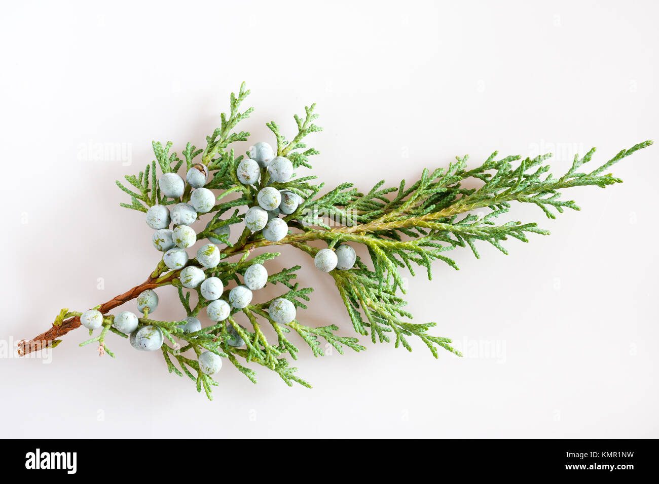 Savin Juniper mit reifen grünen Beeren/Juniperus sabina/Jalovec chvojka (klášterní chvojka, klášterská chvojka) Stockfoto