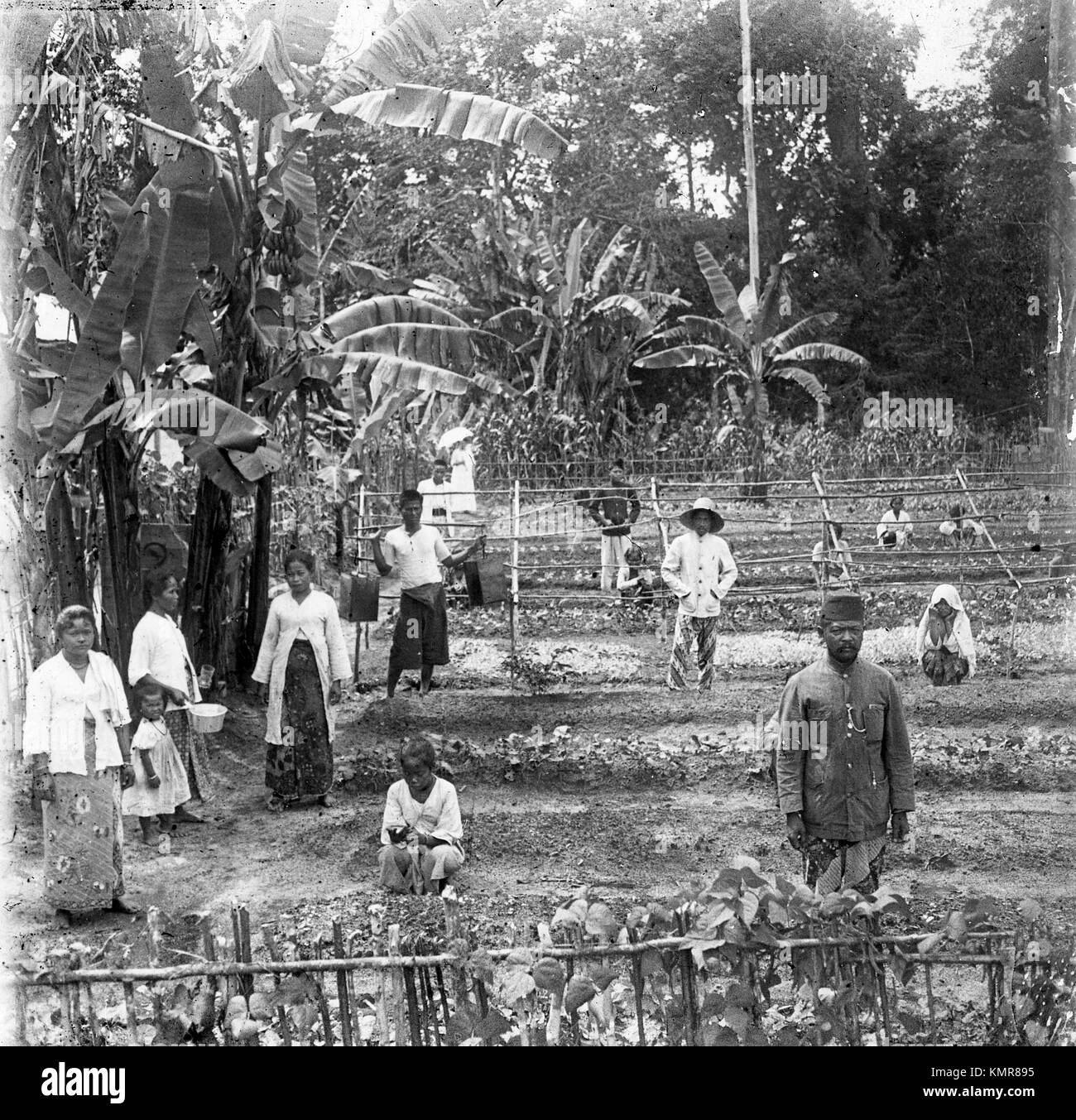 Die plantagenarbeiter Landwirtschaft in Java Indonesien während der holländischen Kolonialzeit der Dutch East India Company 1921 Stockfoto