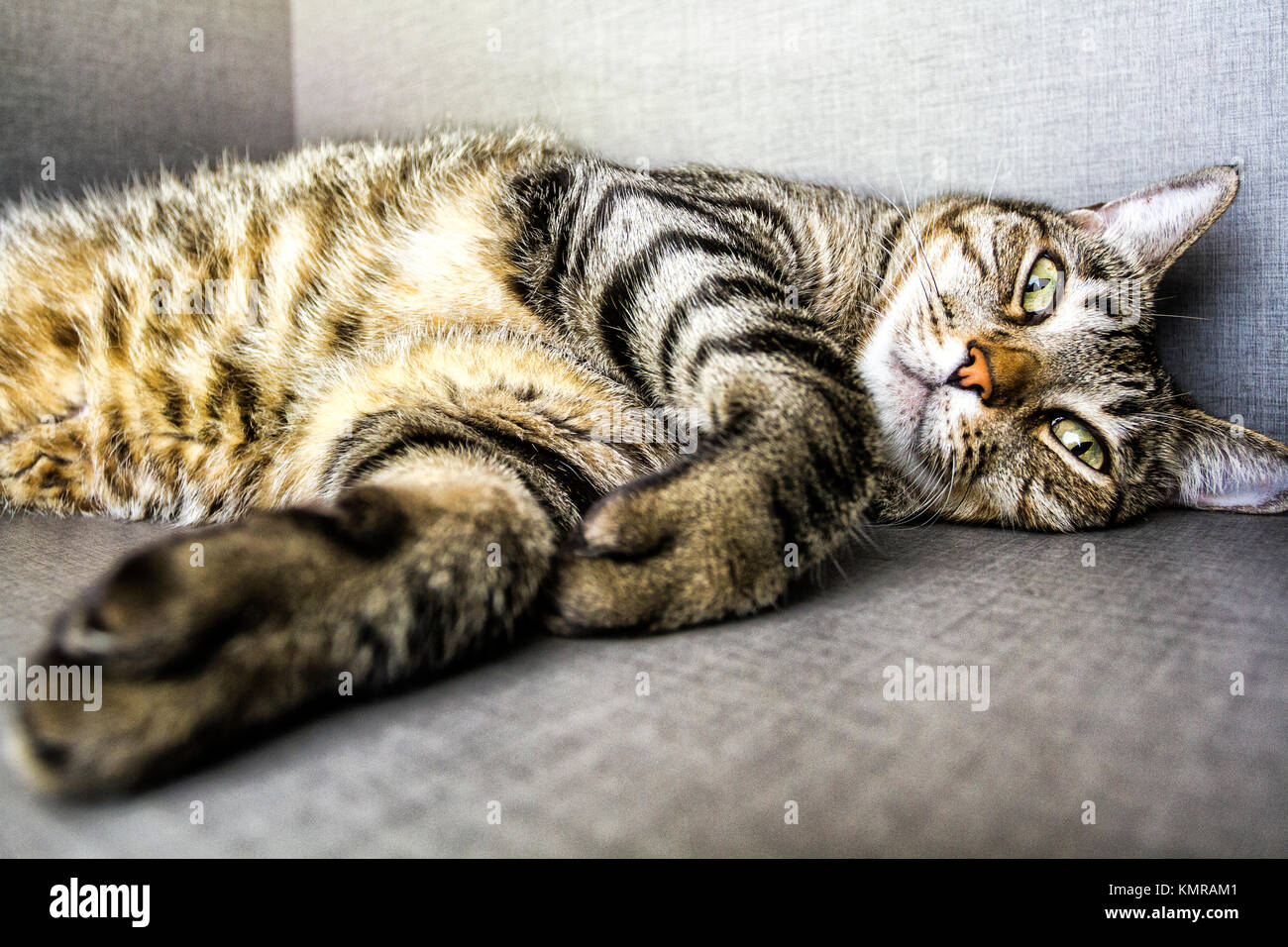Hauskatze (Felis catus). Florianopolis, Santa Catarina, Brasilien. Stockfoto