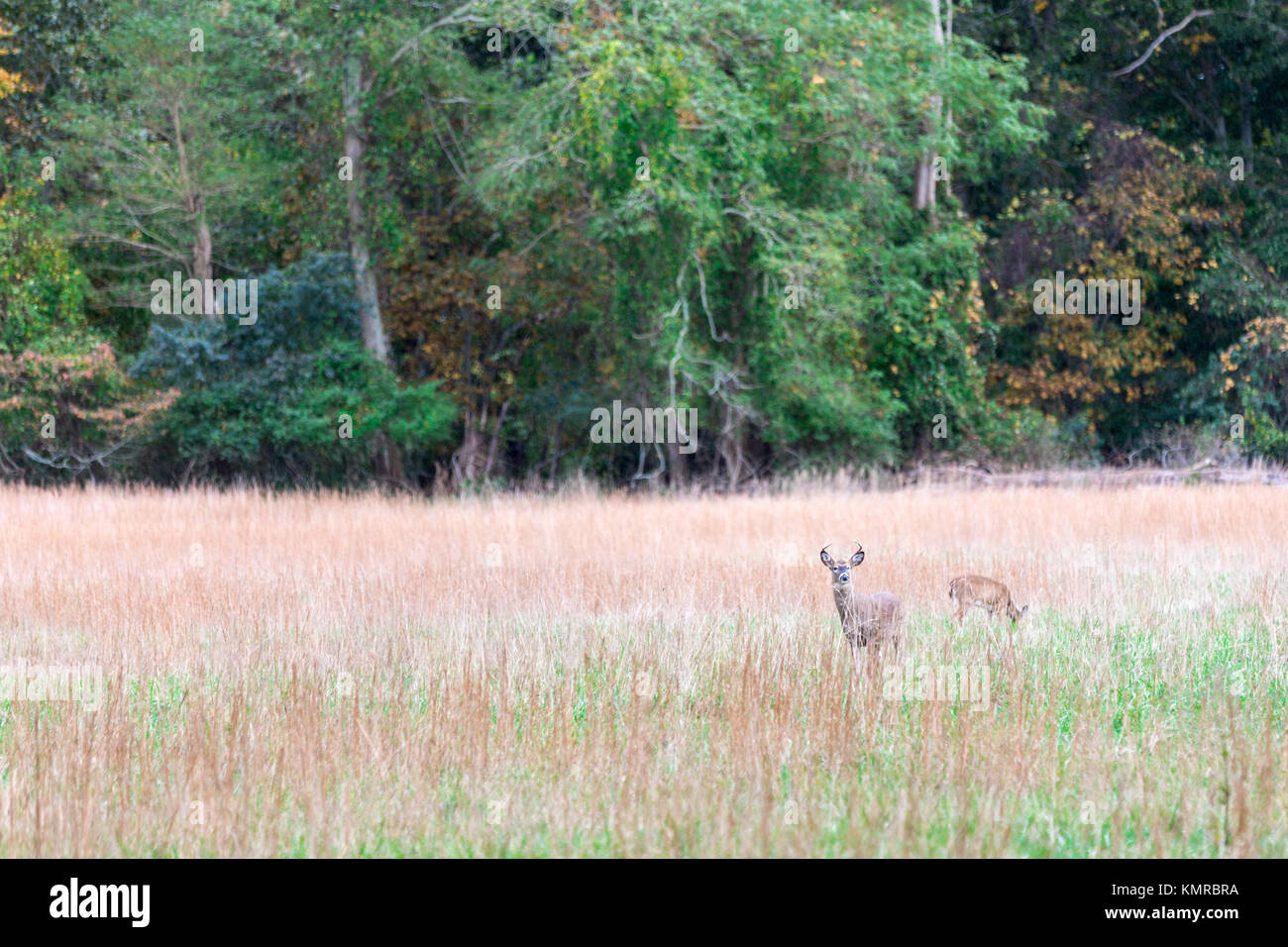 Rotwild in einem Feld in East Hampton, New York Stockfoto Rotwild in einem Feld in East Hampton, New York Stockfoto