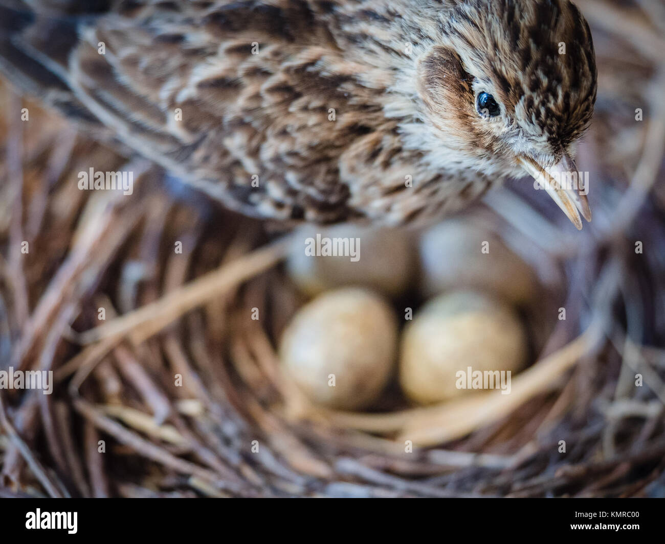 Detail einer Spatz mit Eier im Nest. Stockfoto