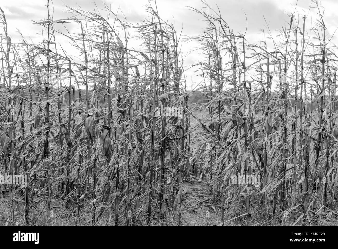 Detail Bild eines verblassten Feld von Mais in East Hampton, New York Stockfoto