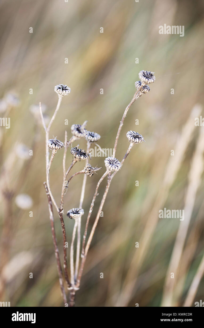 Wild wachsende Pflanzen aus der Art geschlagen, selektive konzentrieren. Kopieren Platz Oben und Unten. Stockfoto