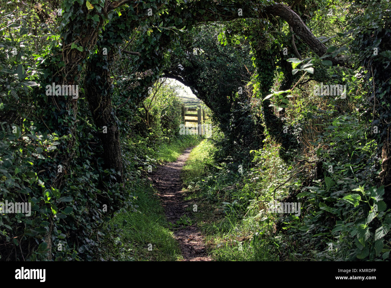 Ein Fußweg mit einem Tunnel der Bäume mit einem sonnendurchfluteten Tor am Ende Stockfoto