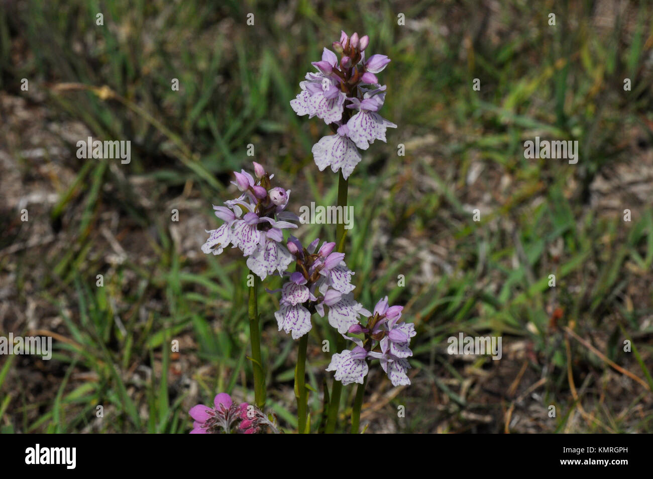 Heide getupft Orchidee "actylorhiza maculata" Mai bis Juli, feuchten Heide, New Forest, Hampshire, Großbritannien Stockfoto