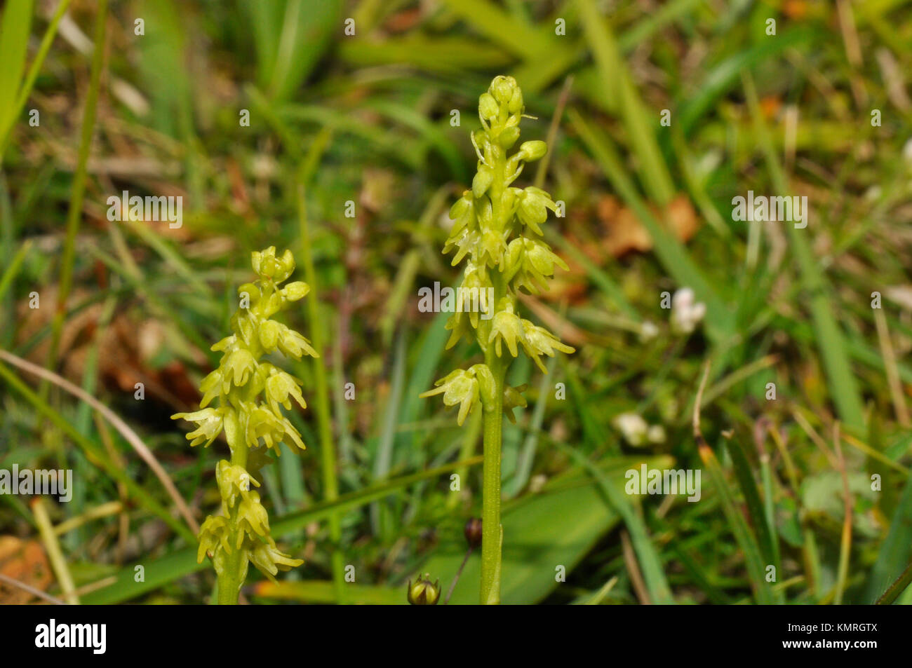 Moschus Herminium monorchis Orchid'' Kalkstein Hänge, Juni bis Juli, Cotswolds, Gloucestershire, England, Großbritannien Stockfoto