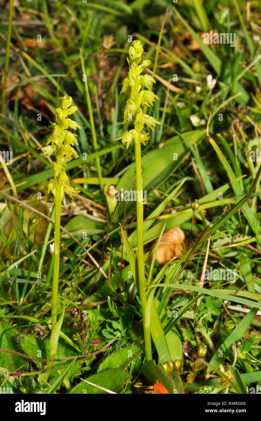 Moschus Herminium monorchis Orchid'' Kalkstein Hänge, Juni bis Juli, Cotswolds, Gloucestershire, England, Großbritannien Stockfoto